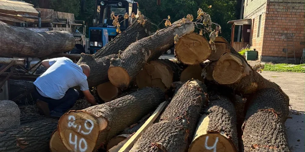 Київзеленбуд розповів киянам, як використають деревину після вирубки на Теремках